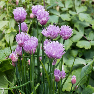 Pink Agapanthus Seeds - Herbal Plant
