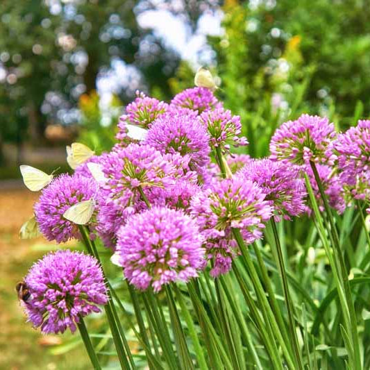 Pink Agapanthus Seeds - Herbal Plant