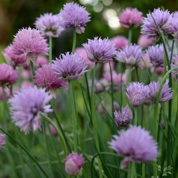 Pink Agapanthus Seeds - Herbal Plant