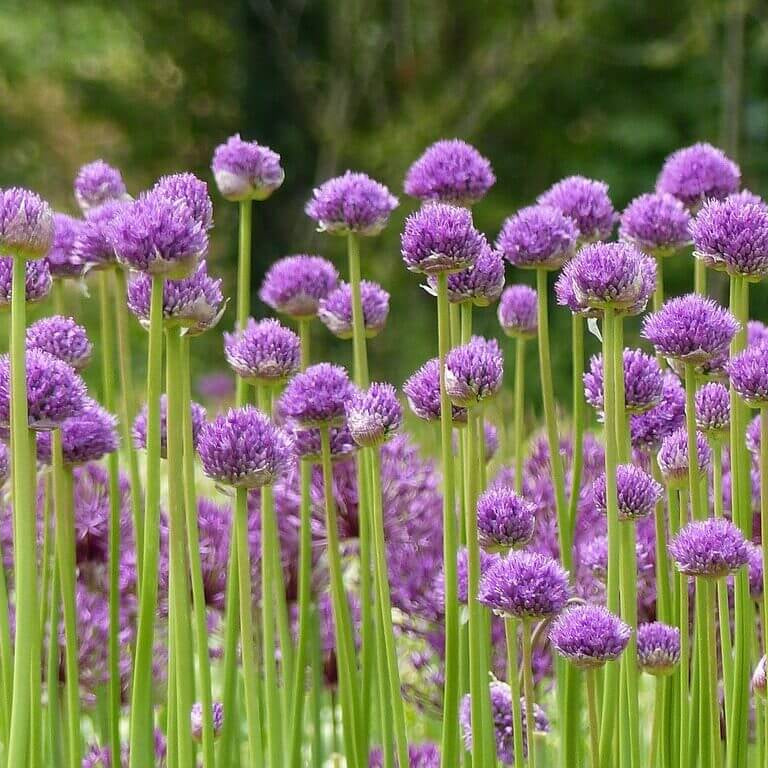 Pink Agapanthus Seeds - Herbal Plant