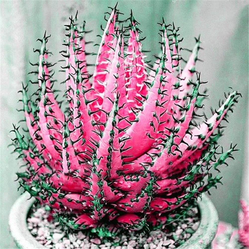 Pink Aloe Vera Seeds - Herbal Plant