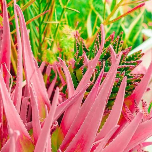 Pink Aloe Vera Seeds - Herbal Plant