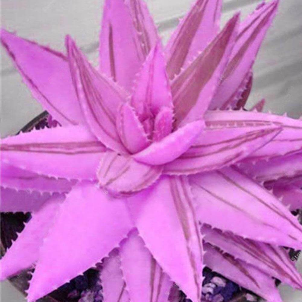 pink aloe vera plant Pink Aloe Vera Seeds