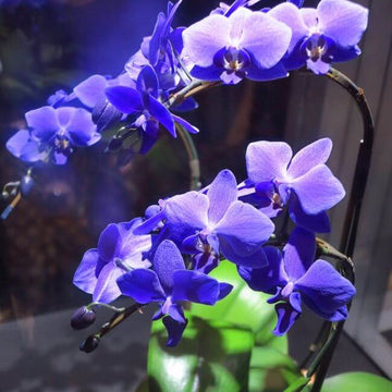 Pink Amaryllis Seeds – Wildflower Mix, Heirloom