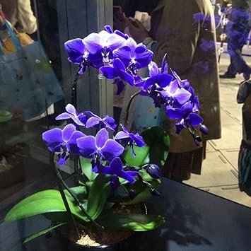 Pink Amaryllis Seeds – Wildflower Mix, Heirloom