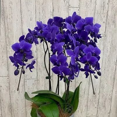 Pink Amaryllis Seeds – Wildflower Mix, Heirloom