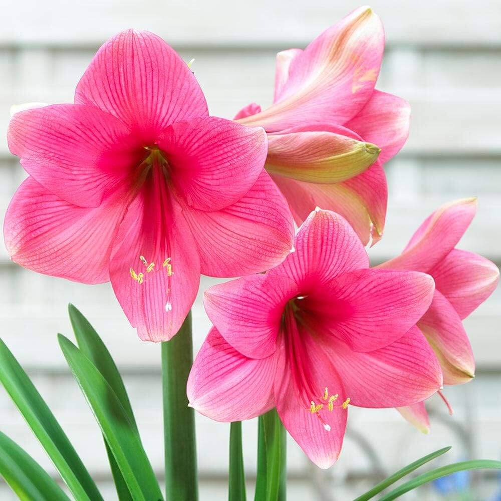 Pink Amaryllis Zwiebeln Seeds - Flower Plant