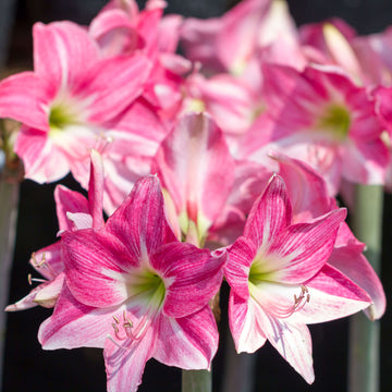 Pink Amaryllis Zwiebeln Seeds - Flower Plant