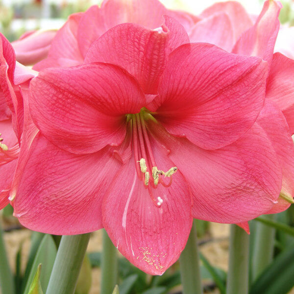 Pink Amaryllis Zwiebeln Seeds - Flower Plant