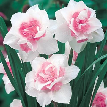 Pink And White Daffodils Seeds - Flower Plant