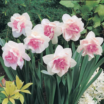 Pink And White Daffodils Seeds - Flower Plant