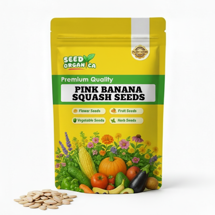 Pink Banana Squash Seeds