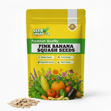 Pink Banana Squash Seeds