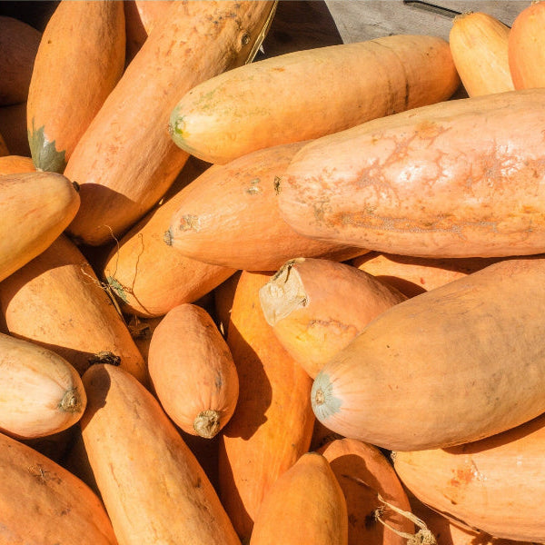 Pink Banana Squash Seeds
