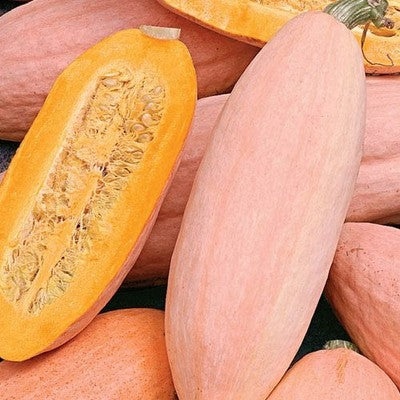Pink Banana Squash Seeds