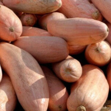 Pink Banana Squash Seeds
