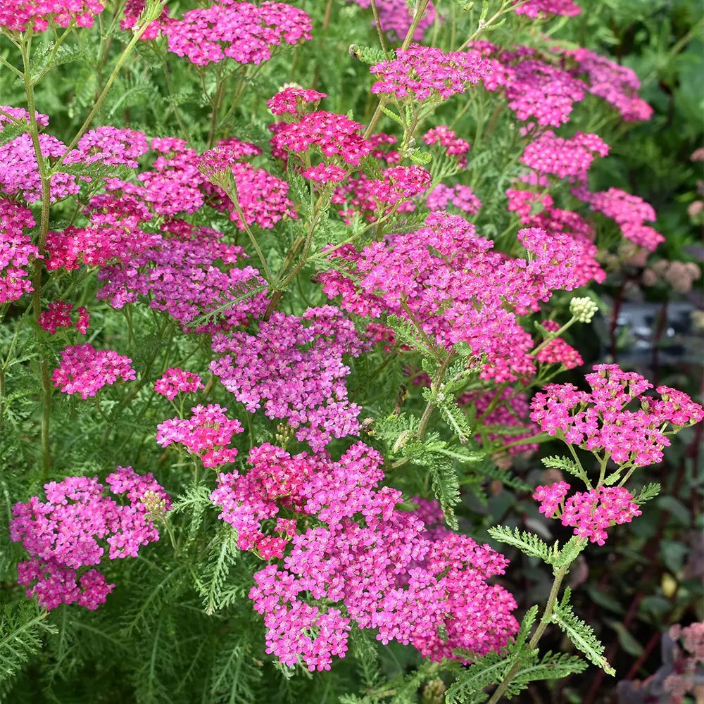 Pink Beauty Achillea Seeds