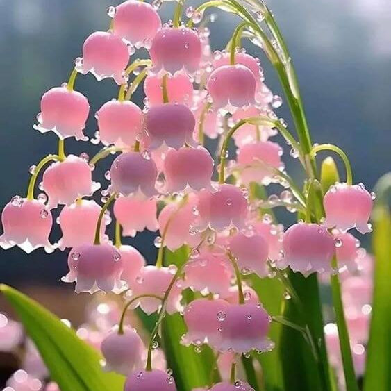 Pink Bell Orchid Seeds