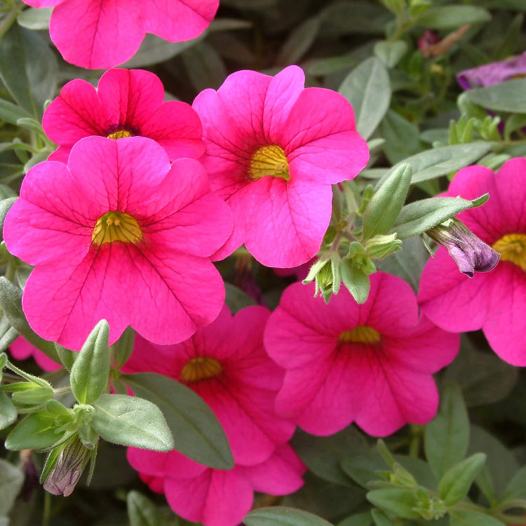 Pink Calibrachoa Seeds - Flower Plant