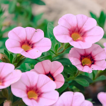 Pink Calibrachoa Seeds - Flower Plant
