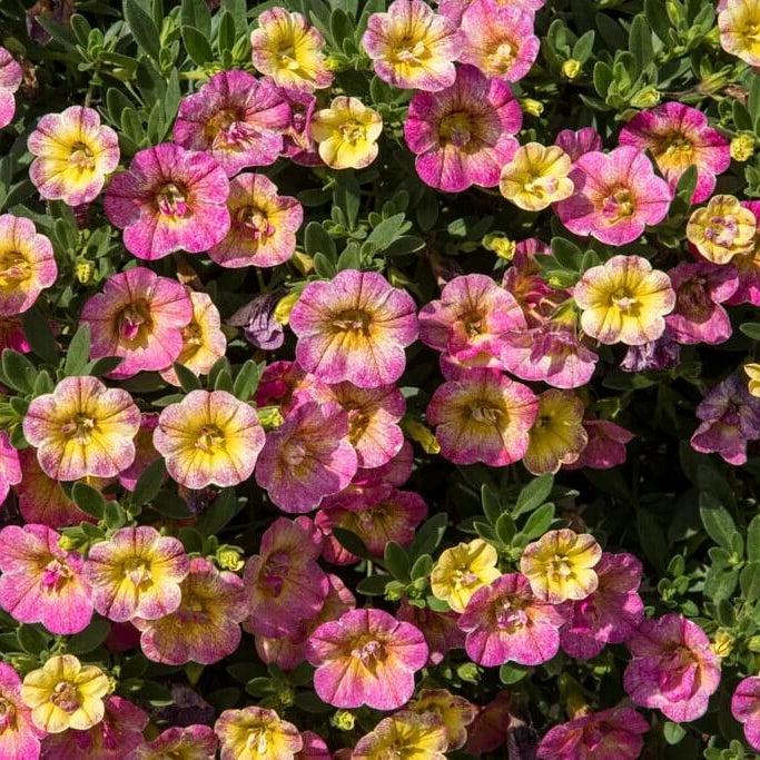 Pink Calibrachoa Seeds - Flower Plant