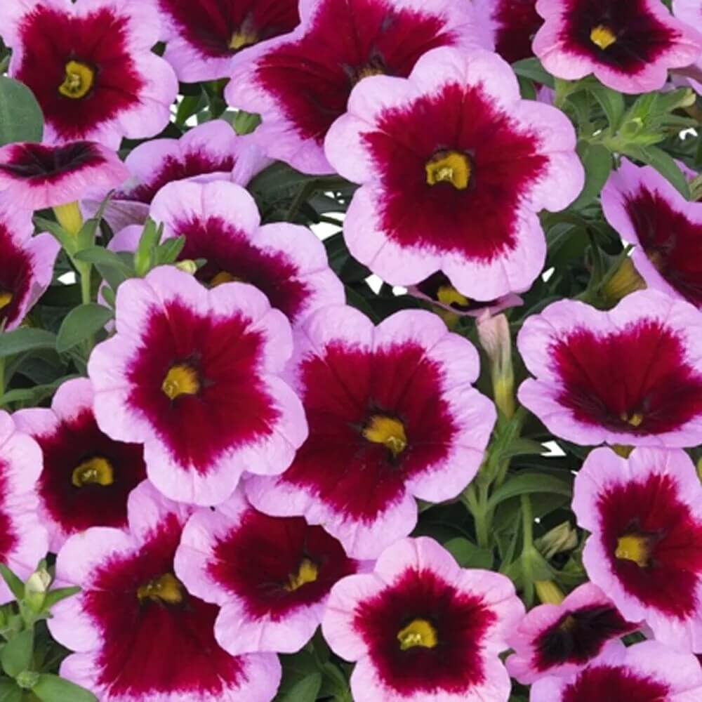 Pink Calibrachoa Seeds - Flower Plant