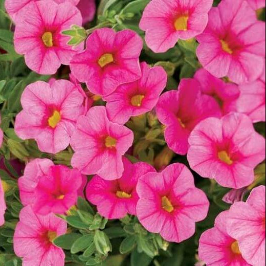 Pink Calibrachoa Seeds - Flower Plant