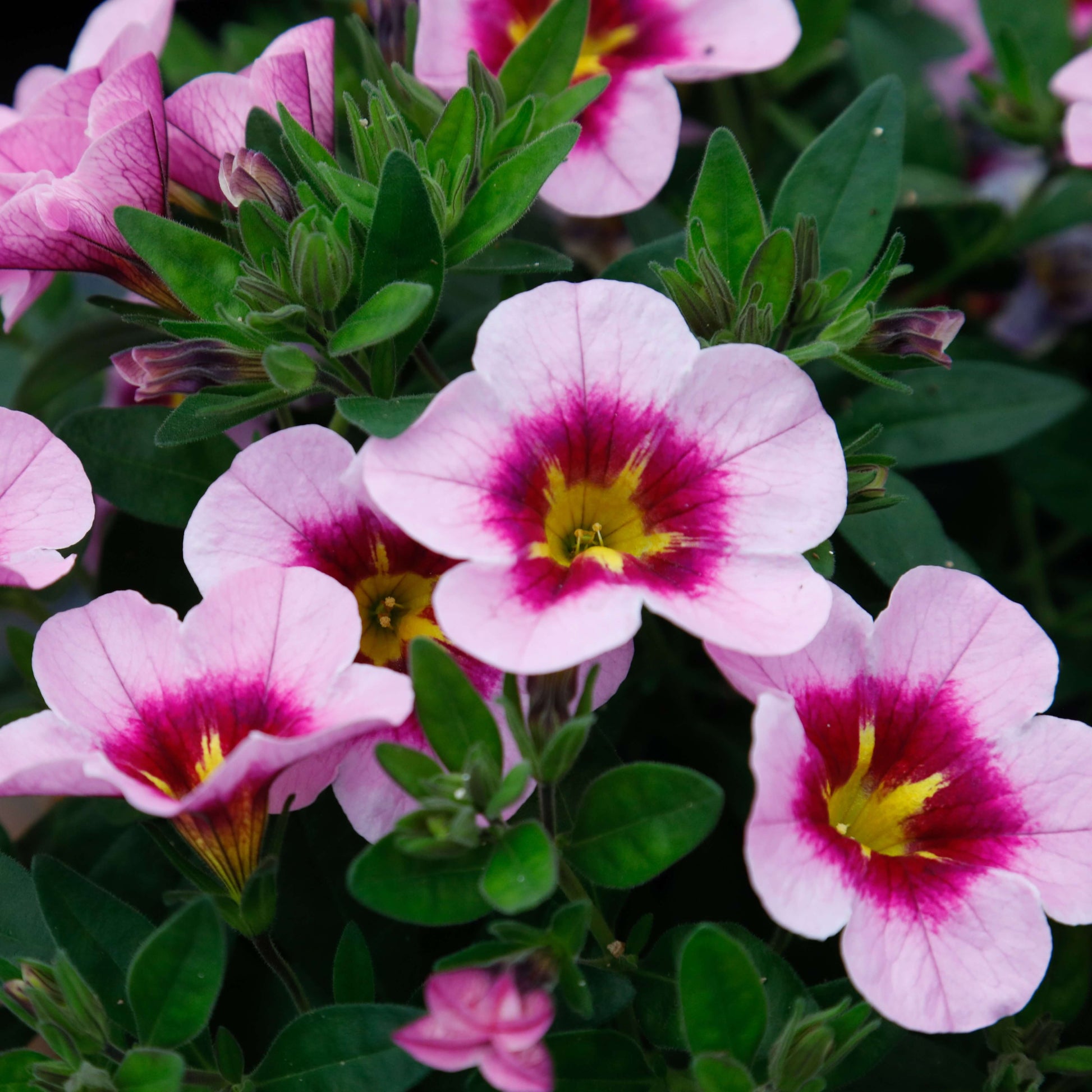Pink Calibrachoa Seeds - Flower Plant