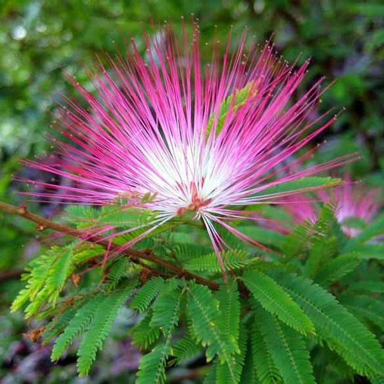 Pink Calliandra Eriophylla Plant Seeds - Flower Plant