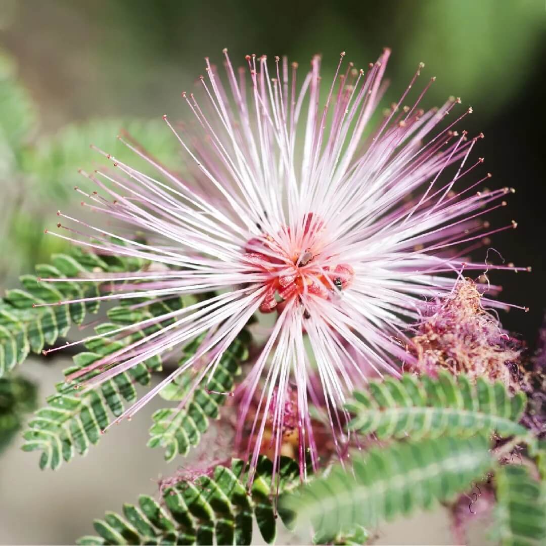 Pink Calliandra Eriophylla Plant Seeds - Flower Plant