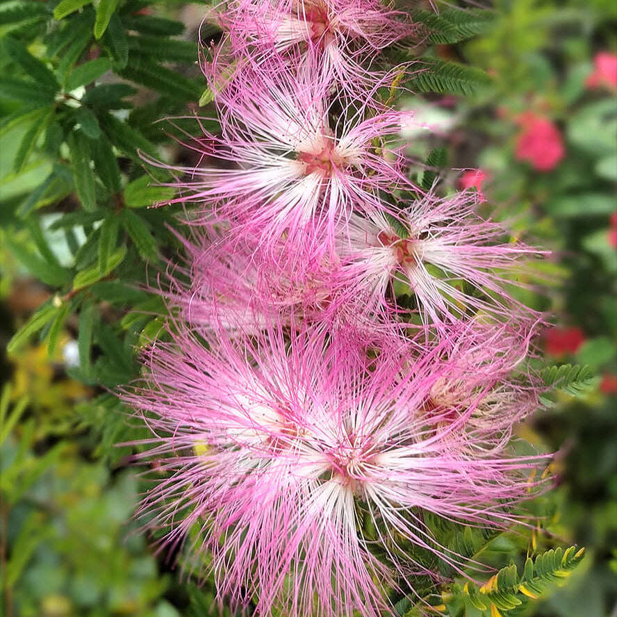 Pink Calliandra Eriophylla Plant Seeds - Flower Plant