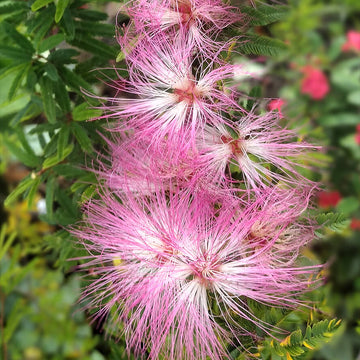 Pink Calliandra Eriophylla Plant Seeds - Flower Plant