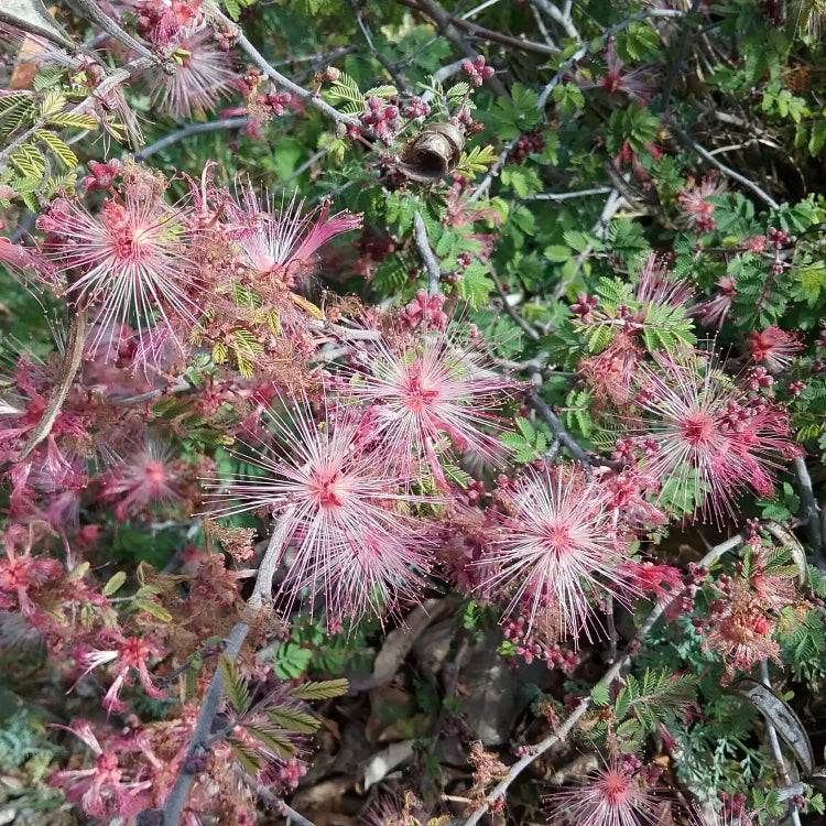 Pink Calliandra Eriophylla Plant Seeds - Flower Plant
