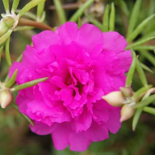  Pink Carnation Seeds