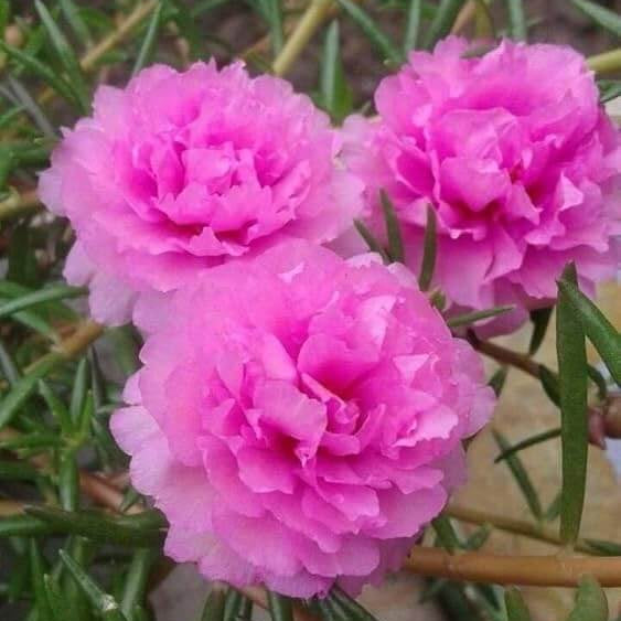  Pink Carnation Seeds