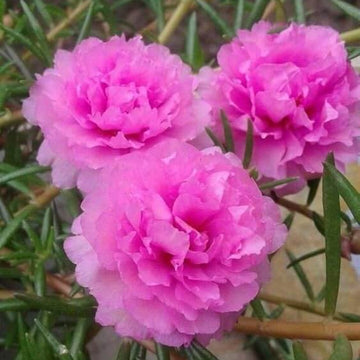  Pink Carnation Seeds