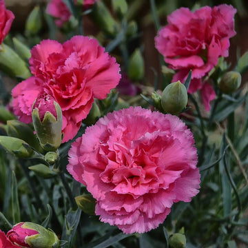  Pink Carnation Seeds