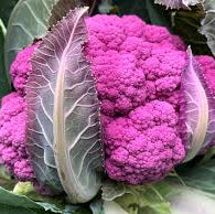 Pink Cauliflower Seeds