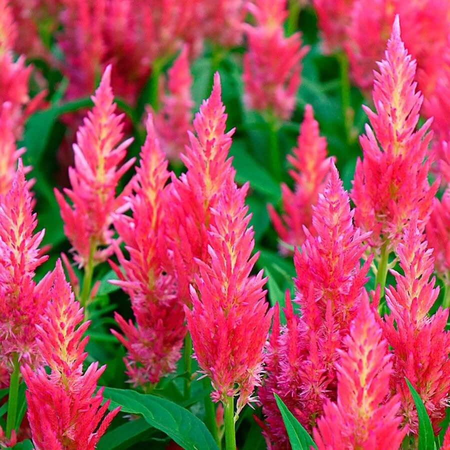 Pink Celosia Caracas Seeds – Seasonal Bloomer