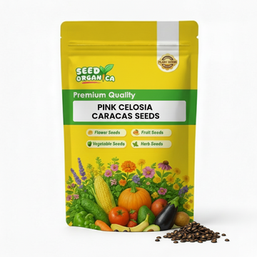 Pink Celosia Caracas Seeds