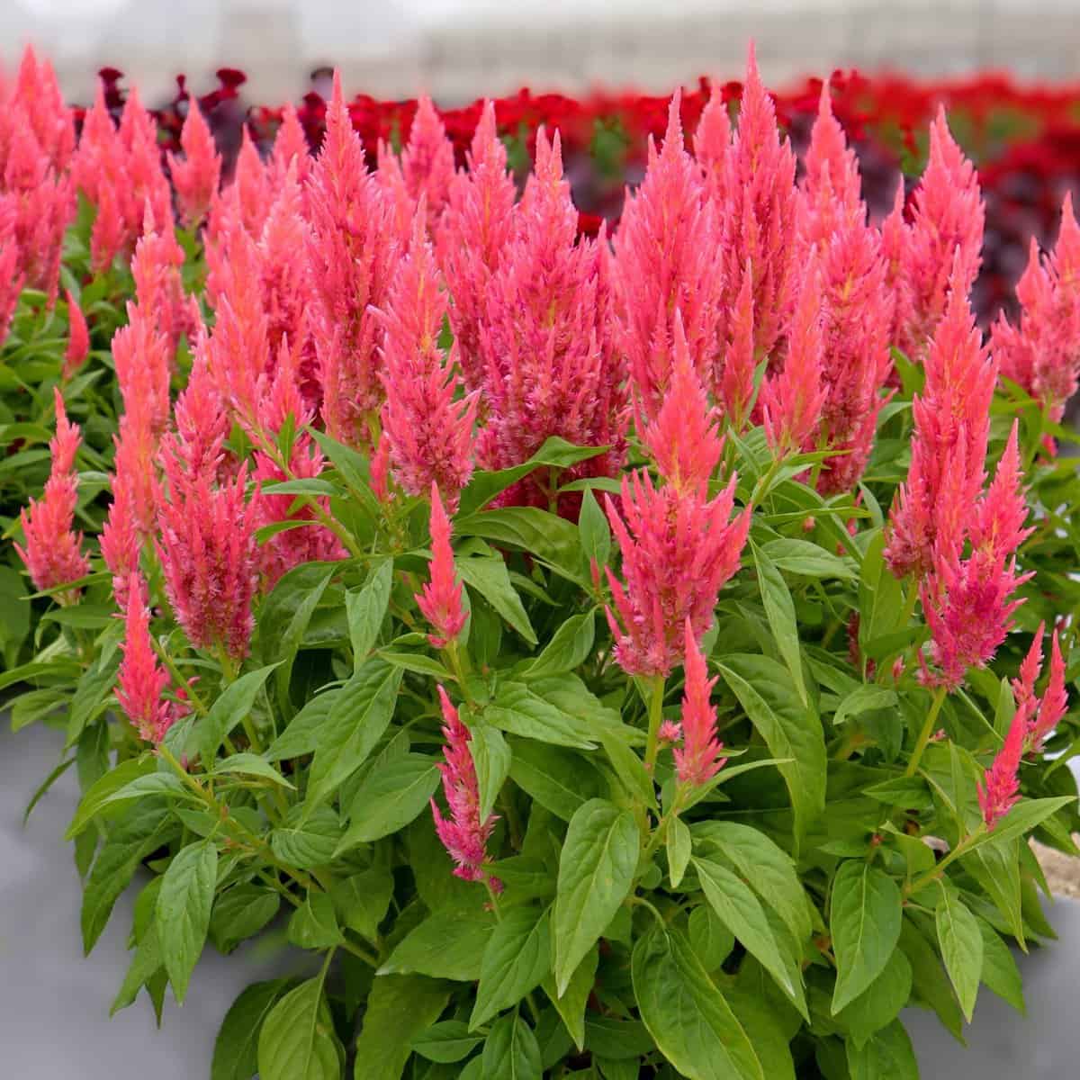 Pink Celosia Caracas Seeds