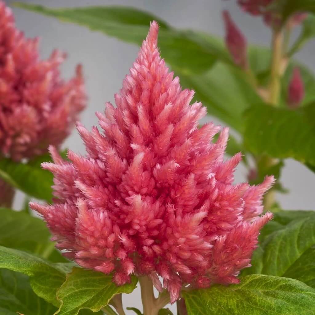 Pink Celosia Caracas Seeds – Seasonal Bloomer
