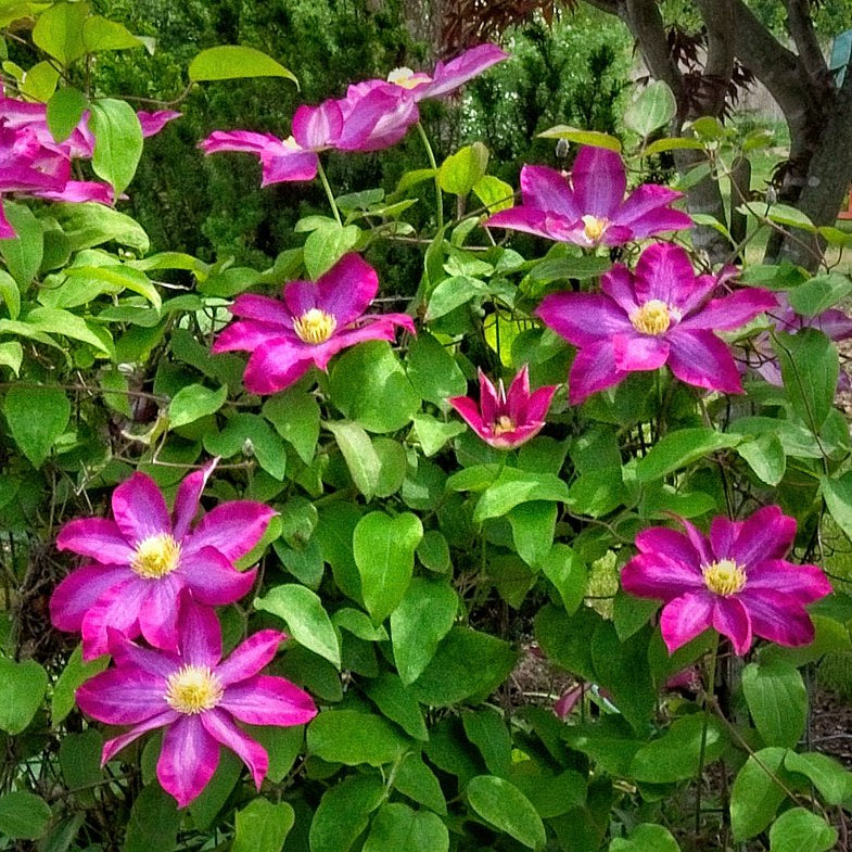 Pink Champagne Clematis Seeds 