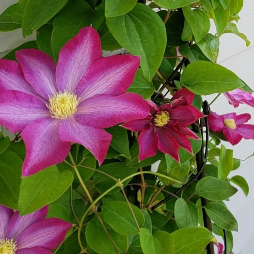 Pink Champagne Clematis Seeds 