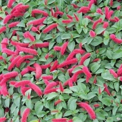 Pink Chenille Acalypha Seeds