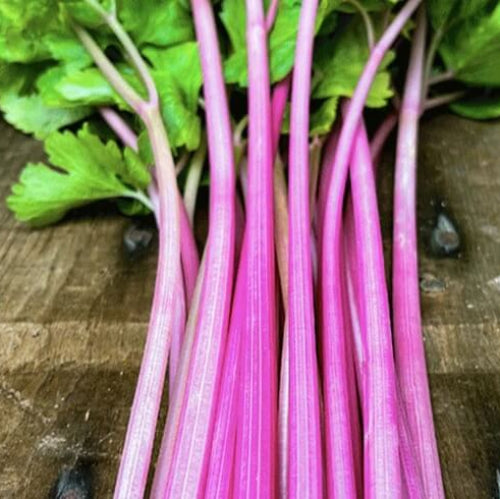 Pink Chinese Celery Seeds - Vegetable Plant