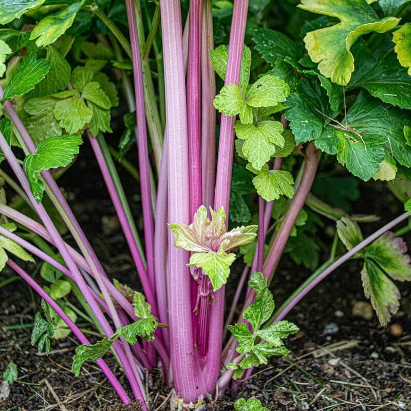 Pink Chinese Celery Seeds - Vegetable Plant