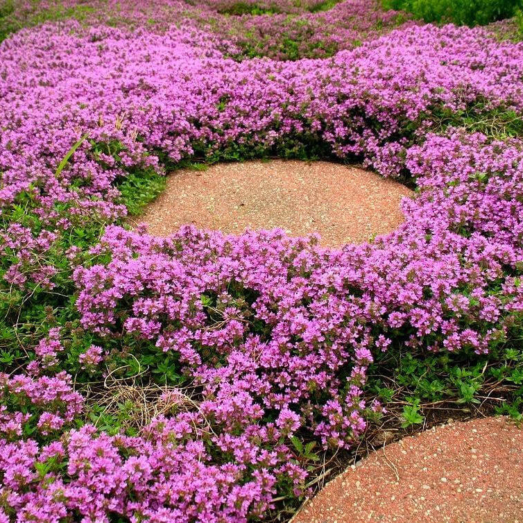 Pink Chintz Thyme Seeds - Flower Plant