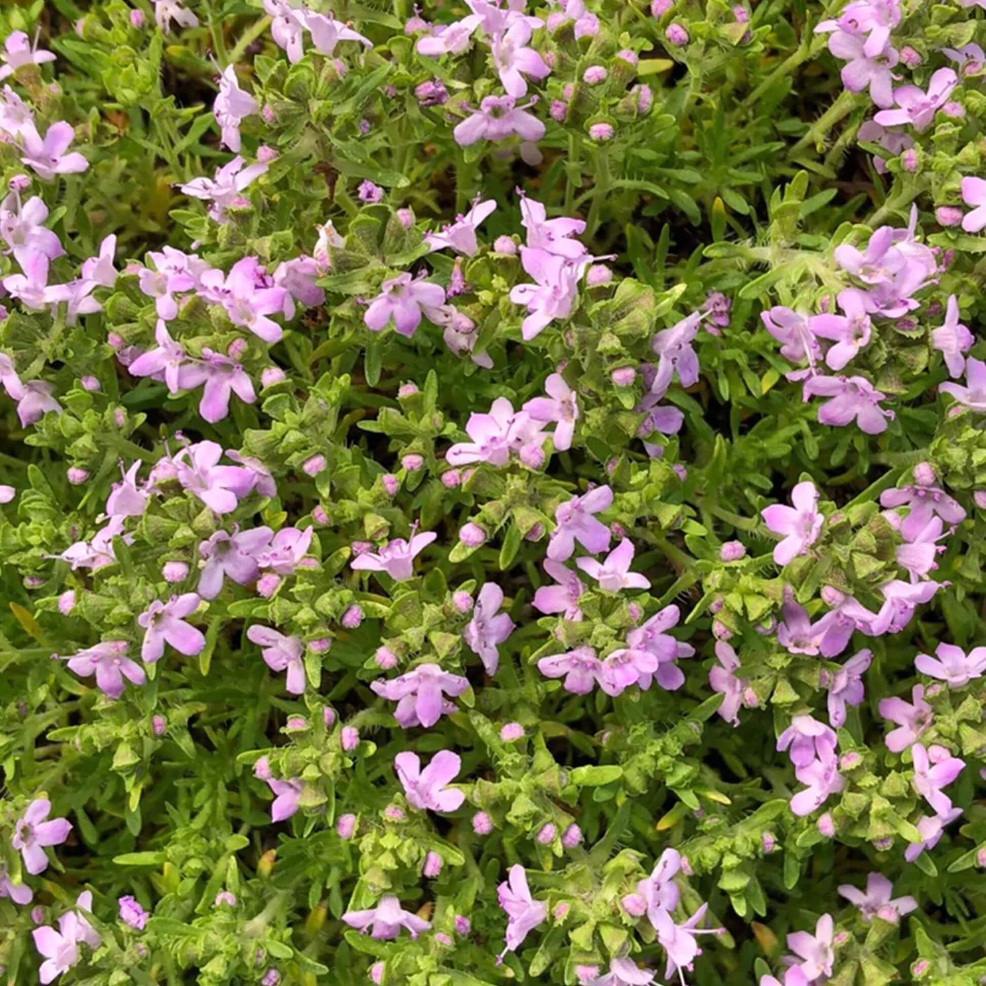 Pink Chintz Thyme Seeds - Flower Plant