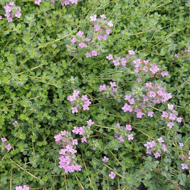Pink Chintz Thyme Seeds - Flower Plant